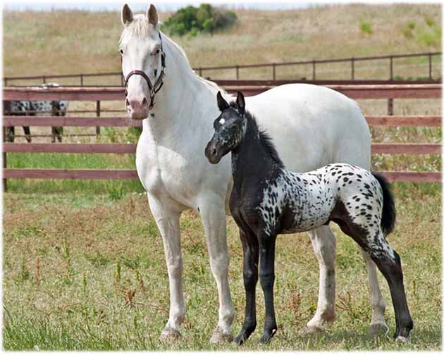 Fanny and Calypso