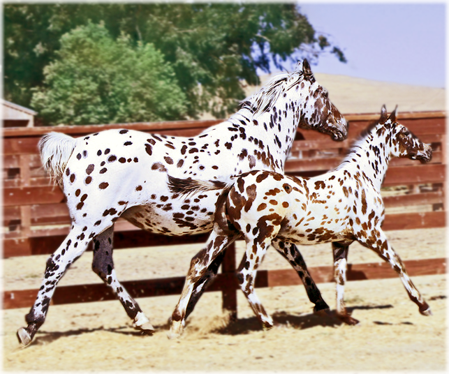 ScarletteDestrier